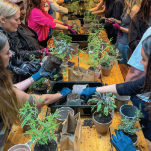 People gardening and experimenting with herbs at a herbal school event, learning about plant care and uses.