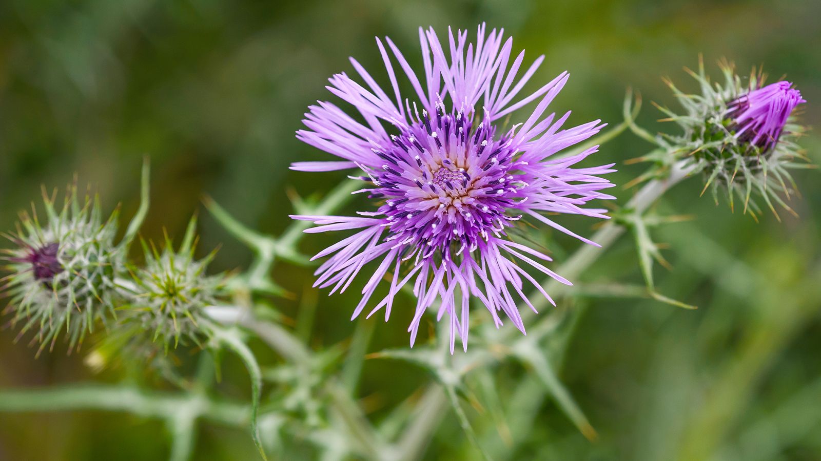 A close-up of a milk thistle flower with spiky leaves and a purple bloom.