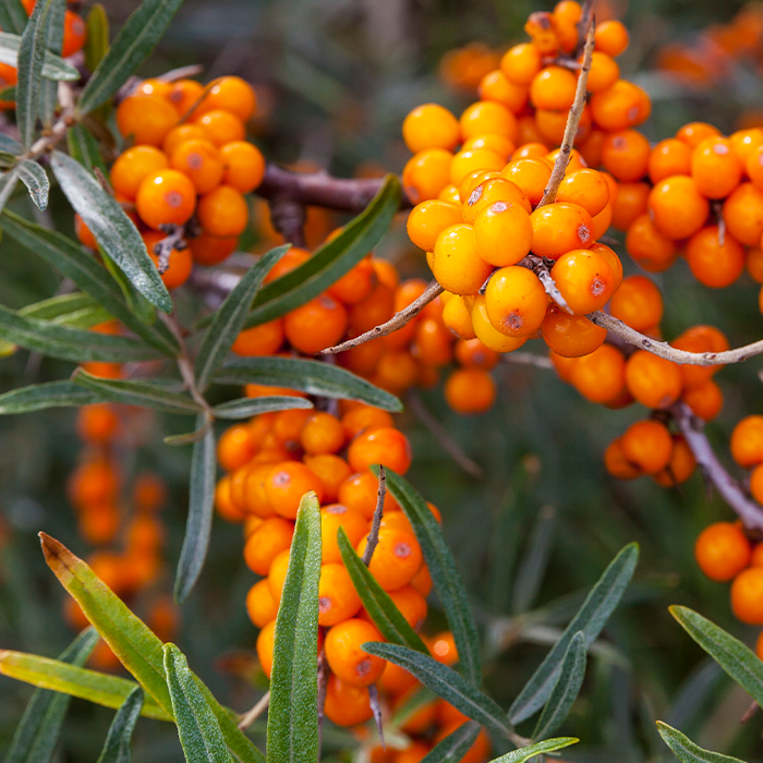 i SeaBuckthorn Stock 626156880