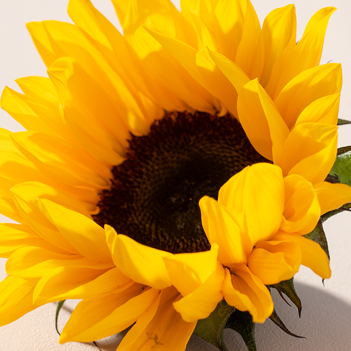 i Sunflower JBP5290 NewNordic Maj 19 20 20 594